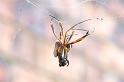 Nephila_plumipes_D5566_Z_88_Wellington Point Esplanada_Australie